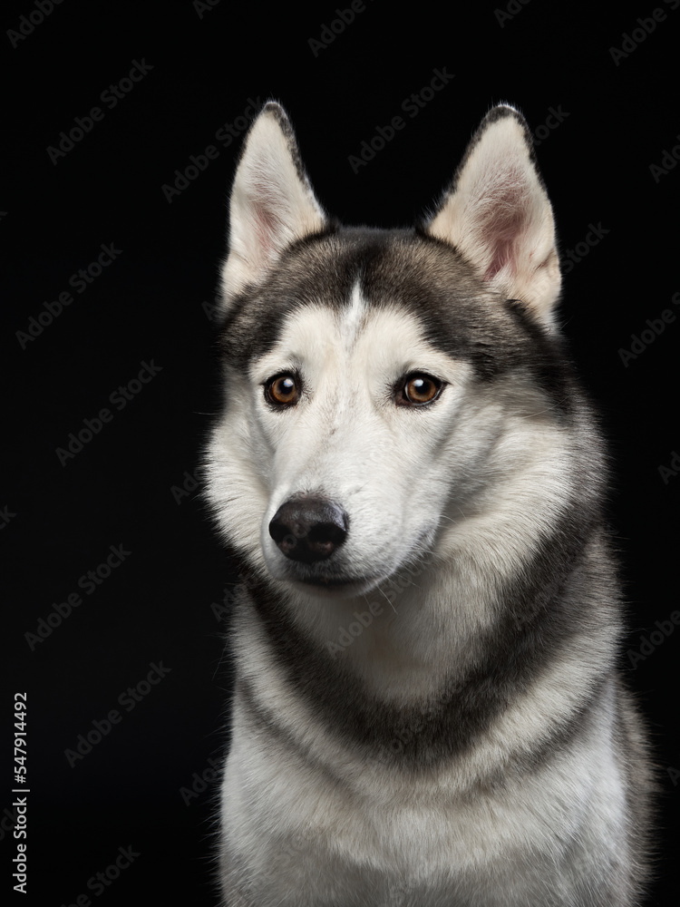 Siberian Husky on a black background. Beautiful dog in the studio