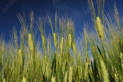 ears of wheat