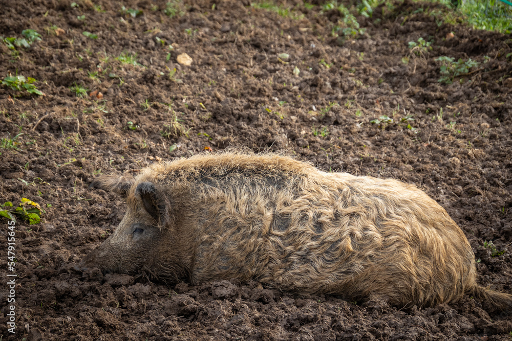 Obraz premium gros plan sur un cochon dans son enclos 