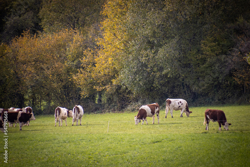 vaches dans une pâture dans le Jura