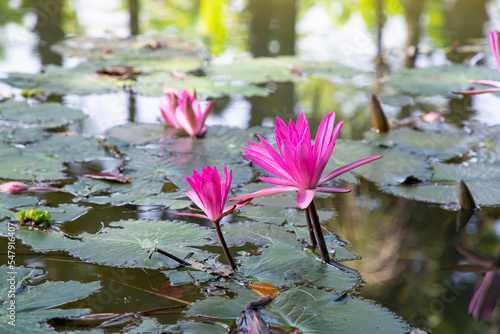 Beautiful  Landscape view of blooming red pink lilies or lotus Flowers in the pond water