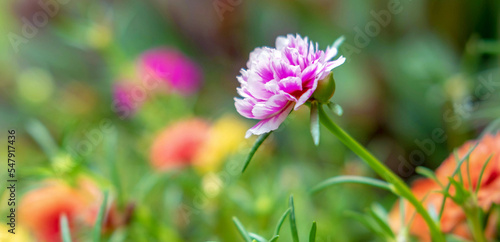 Close-up of purslane flowers or common purslane flowers beautiful