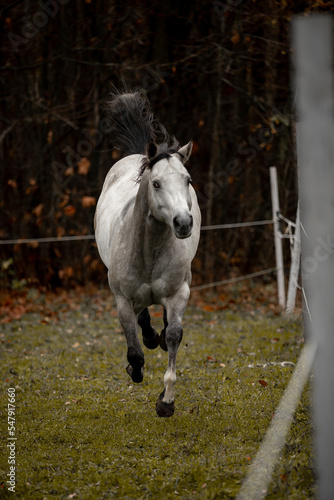 A beautiful gray horse of the Quarter Horse breed will say over a green field © Мария Старосельцева