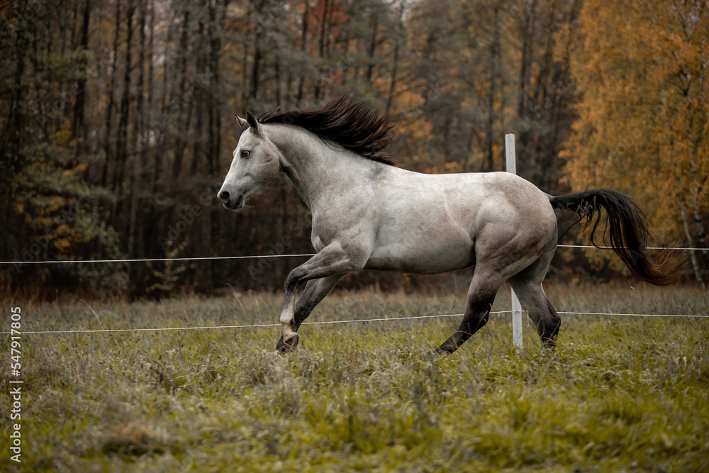A beautiful gray horse of the Quarter Horse breed will say over a green field A beautiful gray horse of the Quarter Horse breed will say over a green field