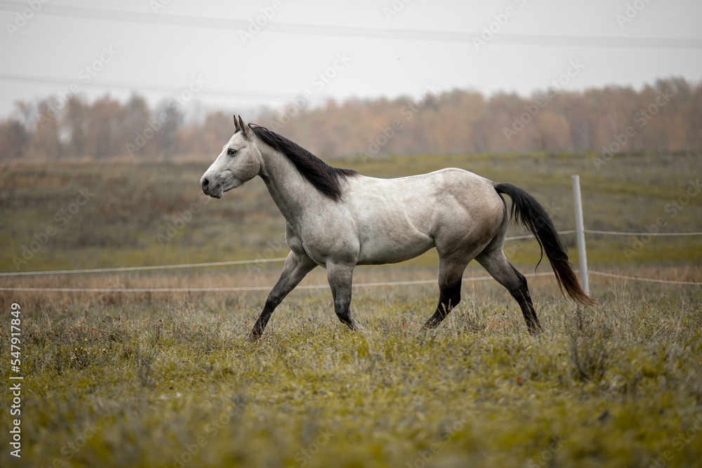 A beautiful gray horse of the Quarter Horse breed will say over a green field A beautiful gray horse of the Quarter Horse breed will say over a green field
