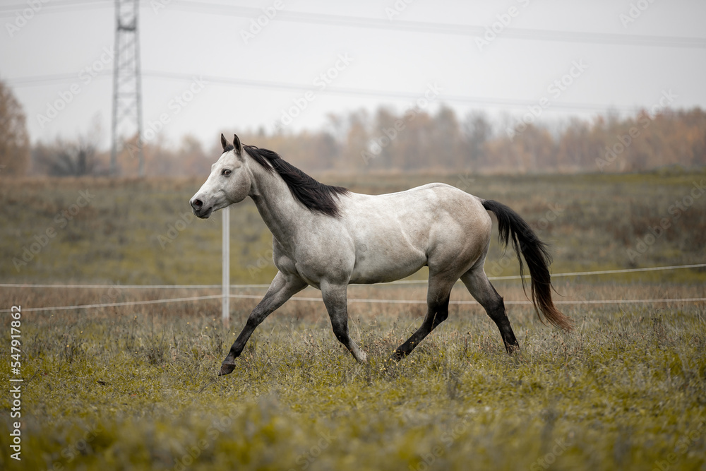 A beautiful gray horse of the Quarter Horse breed will say over a green field A beautiful gray horse of the Quarter Horse breed will say over a green field