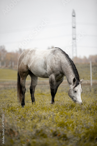 A beautiful gray horse of the Quarter Horse breed will say over a green field