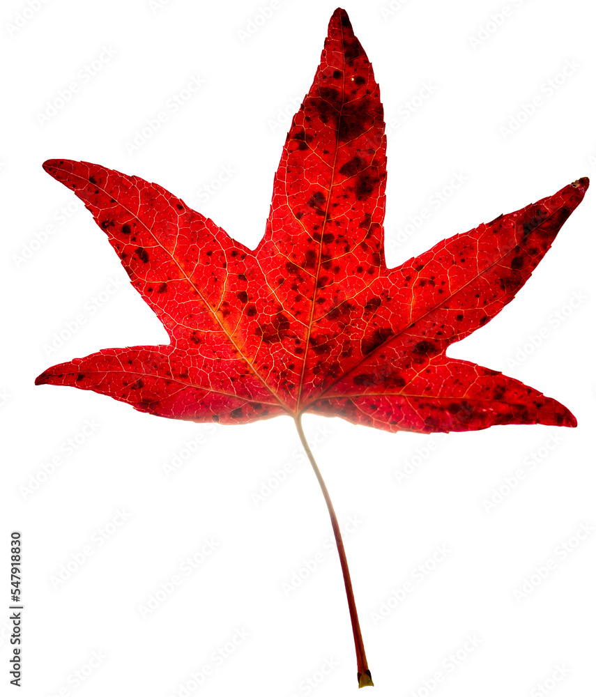 Backlit, isolated sweet gum or liquidambar leaf in autumn, close up Backlit, isolated sweet gum or liquidambar leaf in autumn, close up