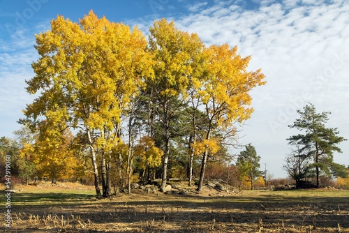 Картината върху платно Populus tremula common aspen eurasian aspen European