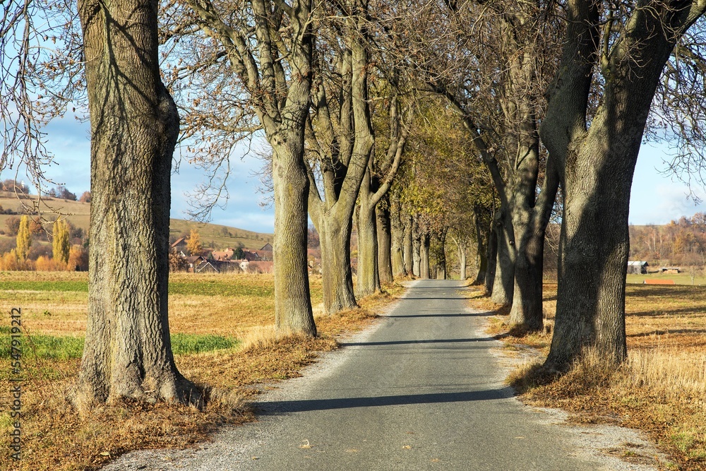 autumn linden tree alley, autumnal view autumn linden tree alley, autumnal view
