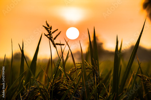 The beautiful sunset over the Paddy fields of rural India. An absolute stunning scenery to capture. This was captured in Kakinada, Andhra Pradesh.