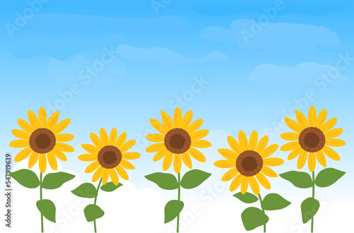 Sunflower field on blue sky background vector illustration.