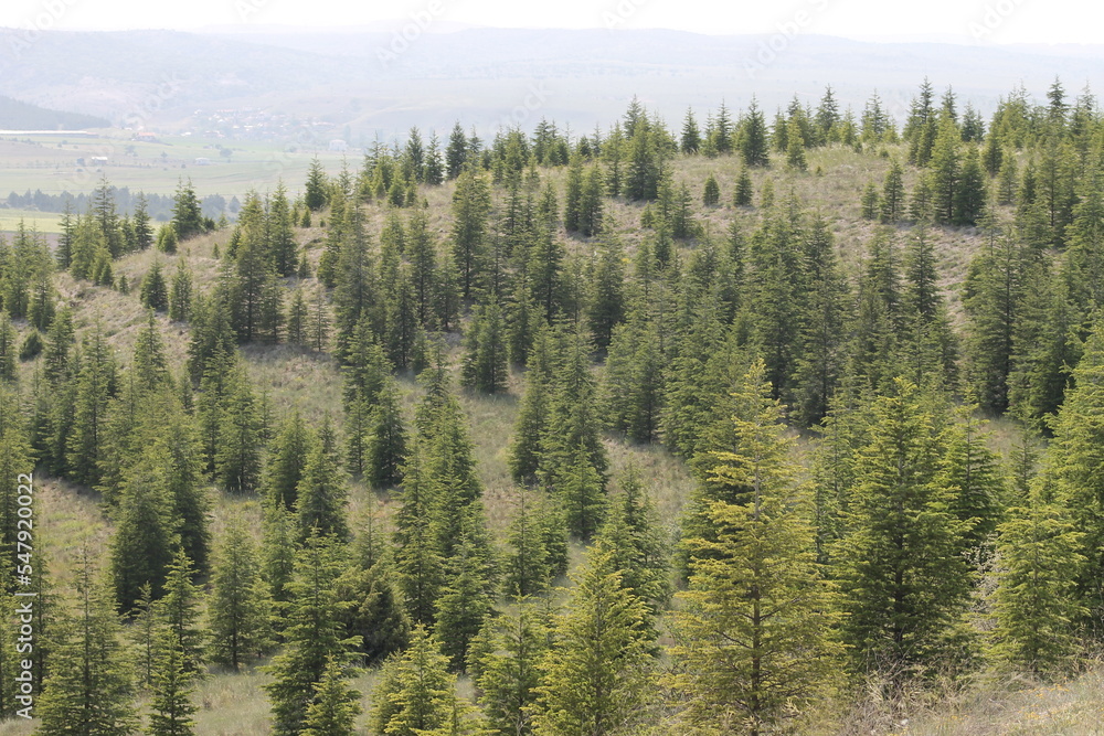 Obraz premium Trees Nature