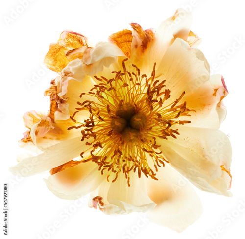Peony flower isolated on white background