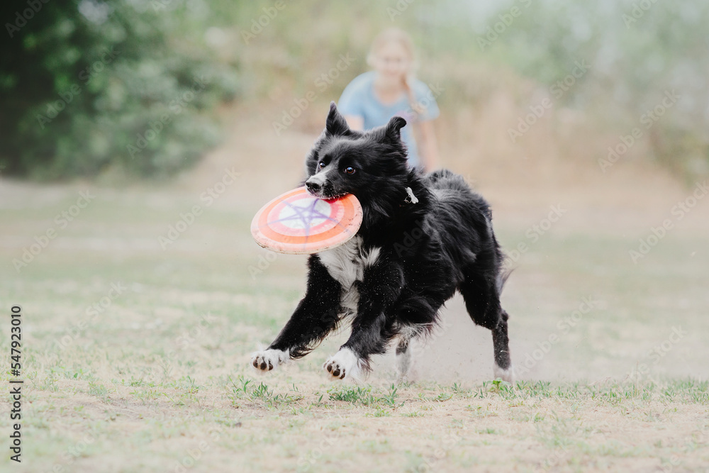 Dog catching flying disk in jump, pet playing outdoors in a park. Sporting event, achievement in sport Dog catching flying disk in jump, pet playing outdoors in a park. Sporting event, achievement in sport