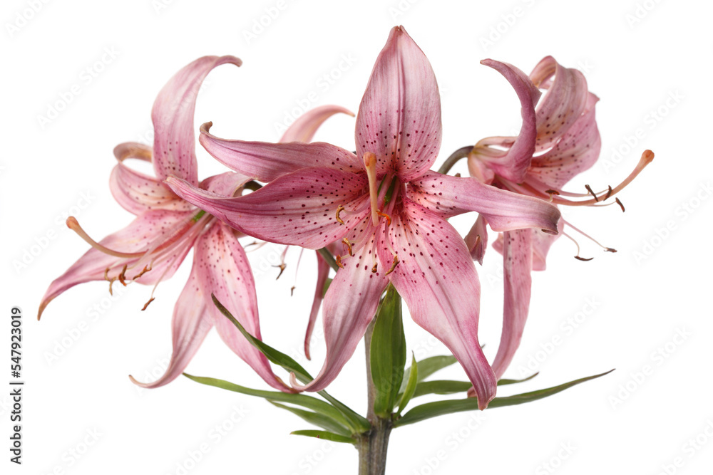 Bouquet of beautiful lilies of unusual color Isolated on a white  background.