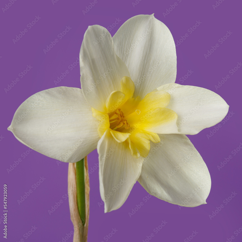 White narcissus flower with a yellow center on a dark purple  background.