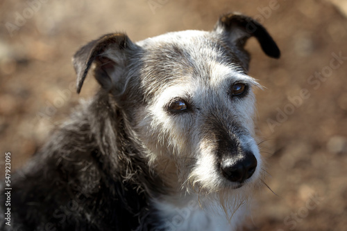 close-up portrait of old dog against the light in the bush. pure and loyal look.
