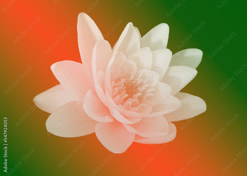 Fototapeta premium background with flowers