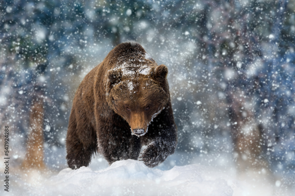 Close wild big brown bear in winter forest Close wild big brown bear in winter forest