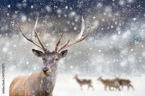 Adult red deer with big beautiful antlers on a snowy field with other deer in the background © byrdyak