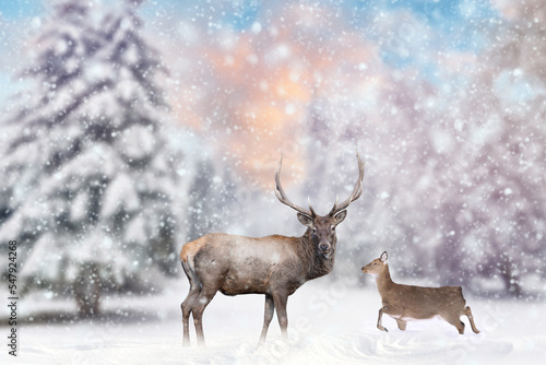 Foto Adult red deer with big beautiful antlers on a snowy field with other female dee