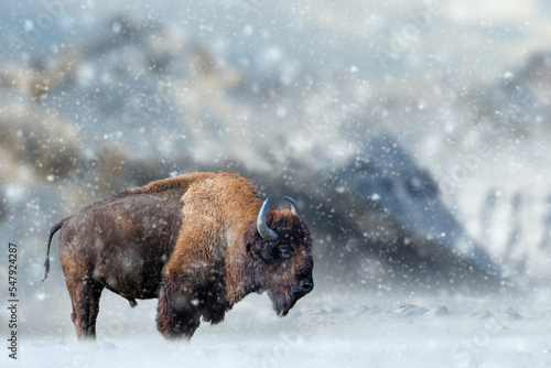 Foto Bison stands in the snow against the backdrop of snow-capped mountains