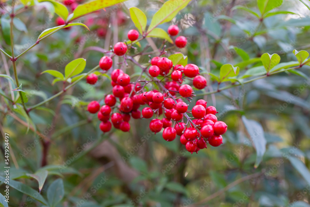 Bush with red berries, selective focus. Nandina domestica nandina, heavenly bamboo or sacred bamboo Beautiful natural berry background