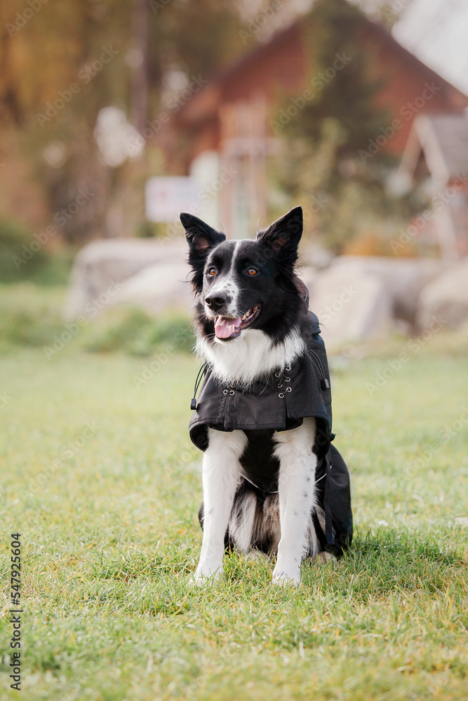 Dog catching flying disk in jump, pet playing outdoors in a park. Sporting event, achievement in sport