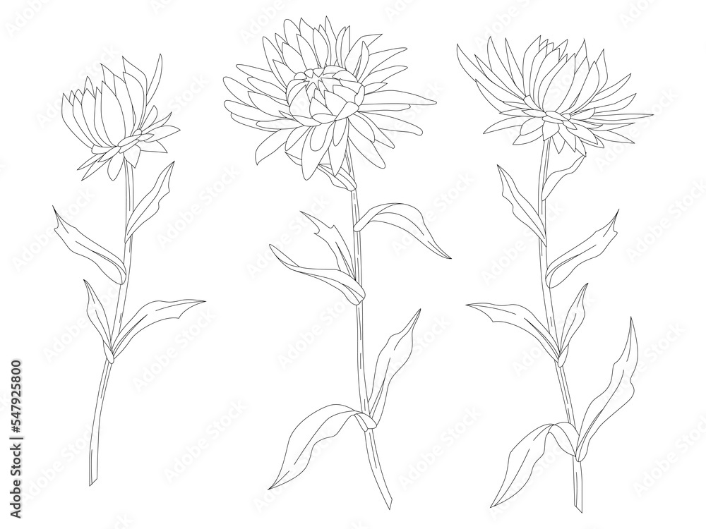 A set of colors on a white background. Vector linen floral botanical flowers. Black and white ink drawing. A color illustration element. A set of colors on a white background. Vector linen floral botanical flowers. Black and white ink drawing. A color illustration element.