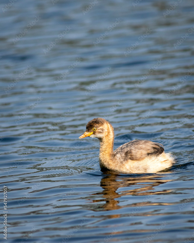 little grebe or Tachybaptus ruficollis bird closeup or portrait floating alone in natural blue shallow water or wetland of keoladeo national park or bharatpur bird sanctuary rajasthan india asia little grebe or Tachybaptus ruficollis bird closeup or portrait floating alone in natural blue shallow water or wetland of keoladeo national park or bharatpur bird sanctuary rajasthan india asia