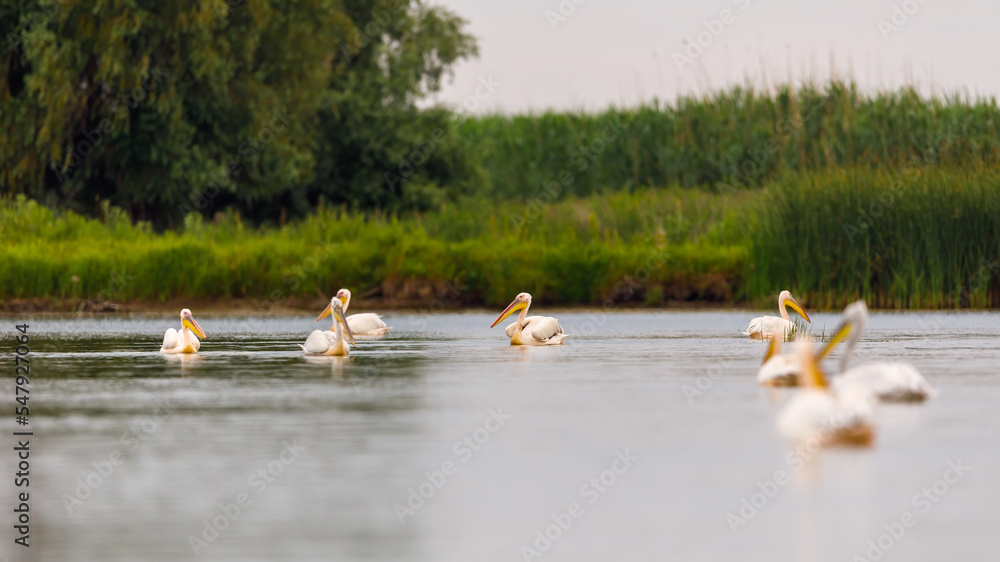 A pelican in the wilderness of the Danube Delta in Romania	