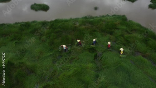 Aerial view of vietnamese woman on the field near Hoi An ancient town, Quang Nam, Vietnam