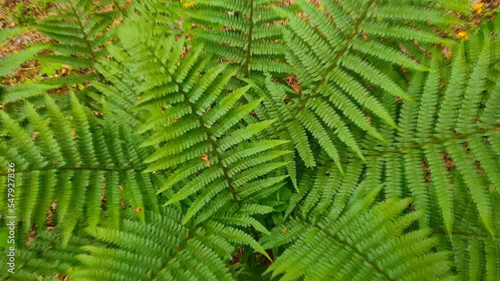 Green fern bush in the forest. Camera zoom into the inside of a green fern bush Green fern bush in the forest. Camera zoom into the inside of a green fern bush