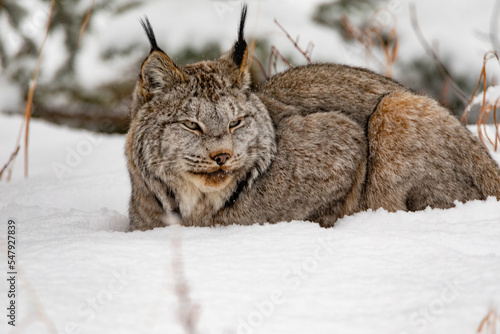 Sleepy Canada Lynx Lynx canadensis in winter snow photo