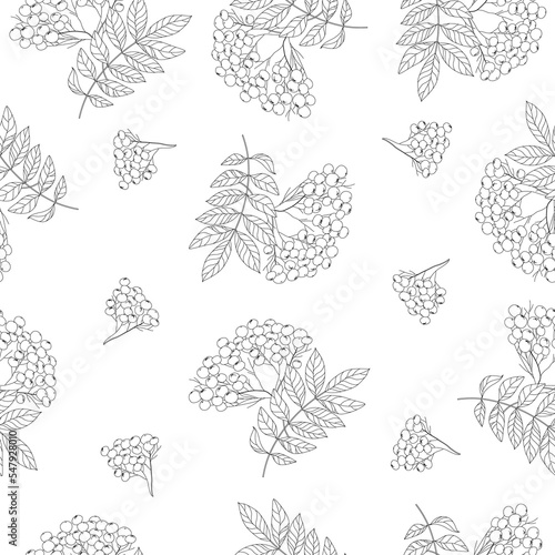 A pattern with mountain ash branches. Ashberry. Retro silhouette with rowan, seamless pattern, retro style design for fashion, fabric, cobwebs, wallpaper.