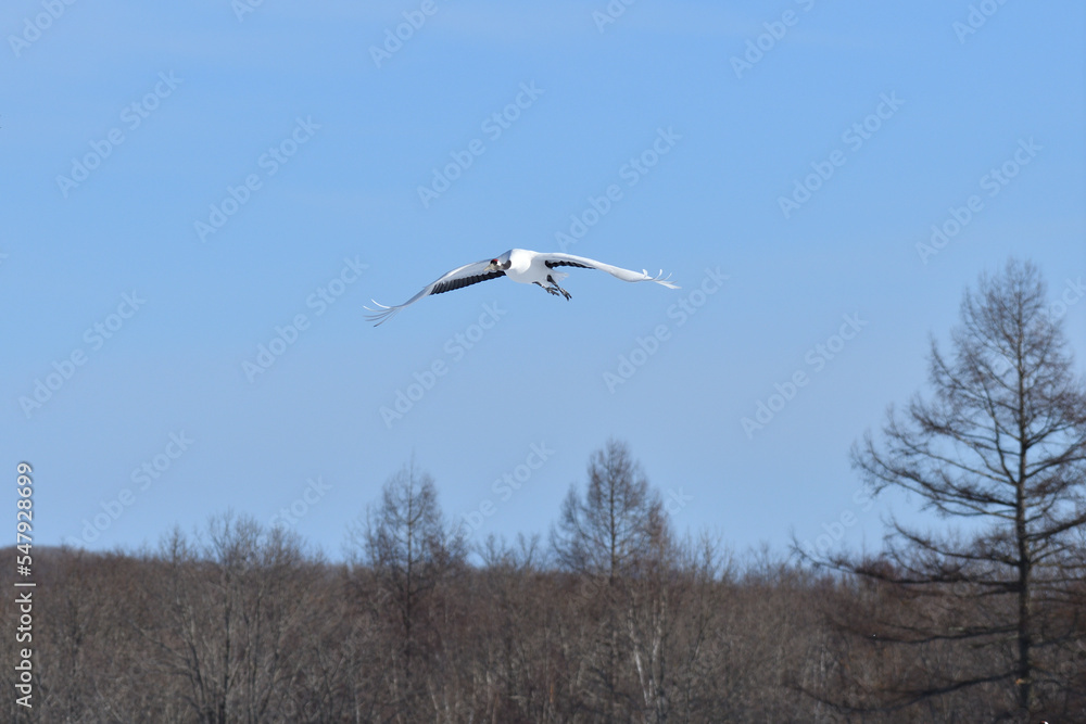 Bird watching, red-crowned crane, in
winter Bird watching, red-crowned crane, in
winter