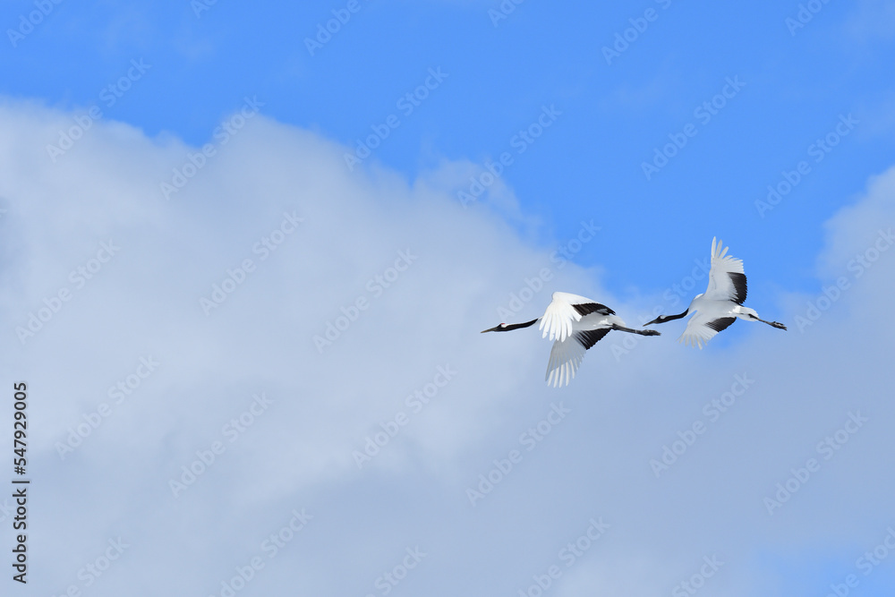 Fototapeta premium Bird watching, red-crowned crane, in winter
