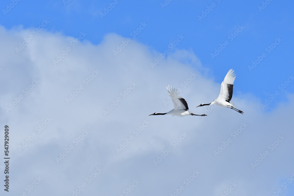 Bird watching, red-crowned crane, in
winter Bird watching, red-crowned crane, in
winter