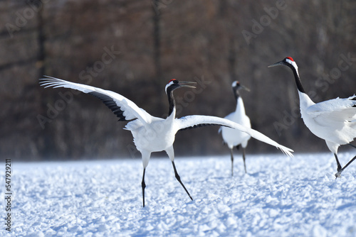 Bird watching, red-crowned crane, in
 winter