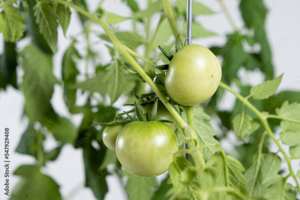 Growing tomatoes from seeds, step by step. Step 12 - lots of green tomatoes on branches.