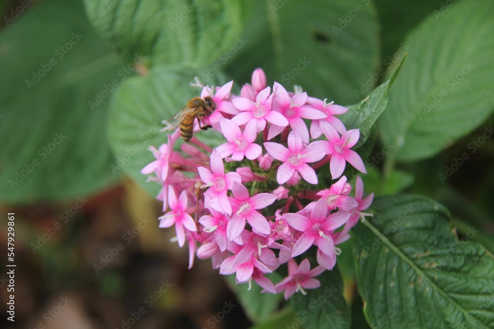 Fototapeta premium Selective focus shot of a bee pollinating a pink Pentas lanceolata flower
