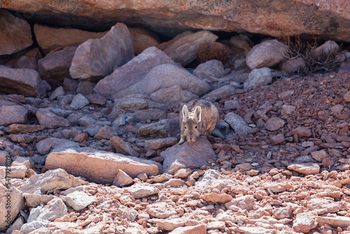 Cute southern viscacha looking curiously while crouching in rocks in the Inca Canyon, Eduardo Avaroa Andean Fauna National Reserve, Bolivia photo