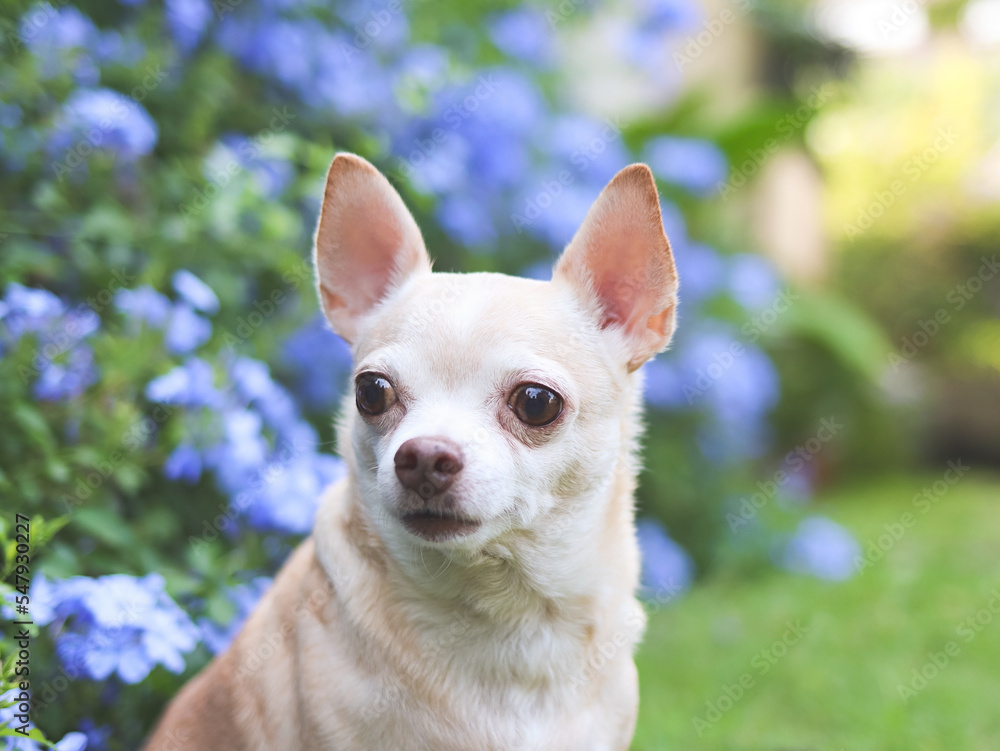 brown short hair  Chihuahua dog sitting on green grass in the garden with purple flowers blackground, looking away curiously, copy space.