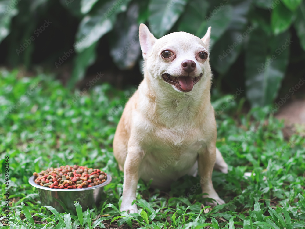 happy and healthy Chihuahua dog sitting on green grass with dog food bowl, smiling happily with his tongue out.