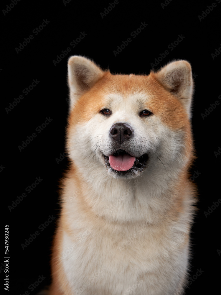 Akita Inu on a black background. portrait of happy dog in studio
