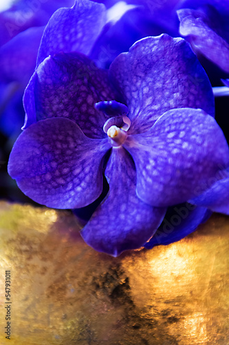 Violette Orchideen in einem goldenen Gefäß photo