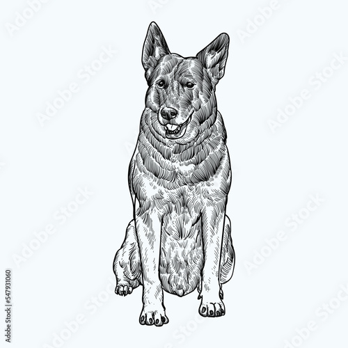 Vintage hand drawn k9 German shepherd dog