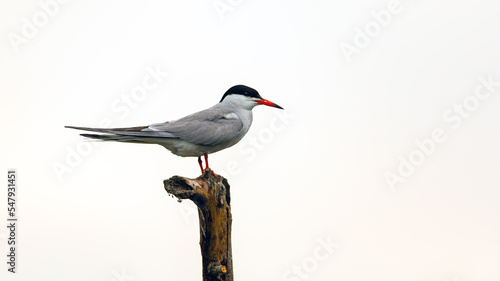 A common tern in the danube delta of romania	 photo