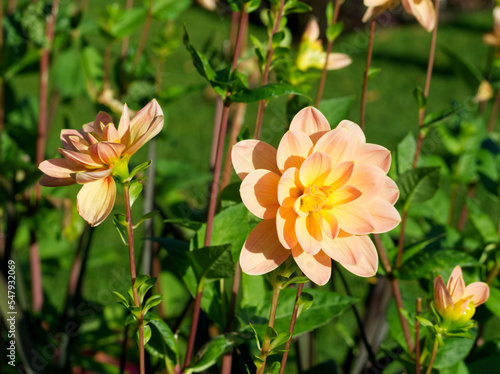 Soft pink orange dahlia flowers on green background. Pink daisy flower with pink petals in the garden. Autumn landscape. Macro floral. Soft pastel chrysanthemum on green. Autumn flowers field..